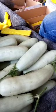 羊角蜜甜瓜  博洋61、羊角蜜、莘县成祥农副产品购销服务