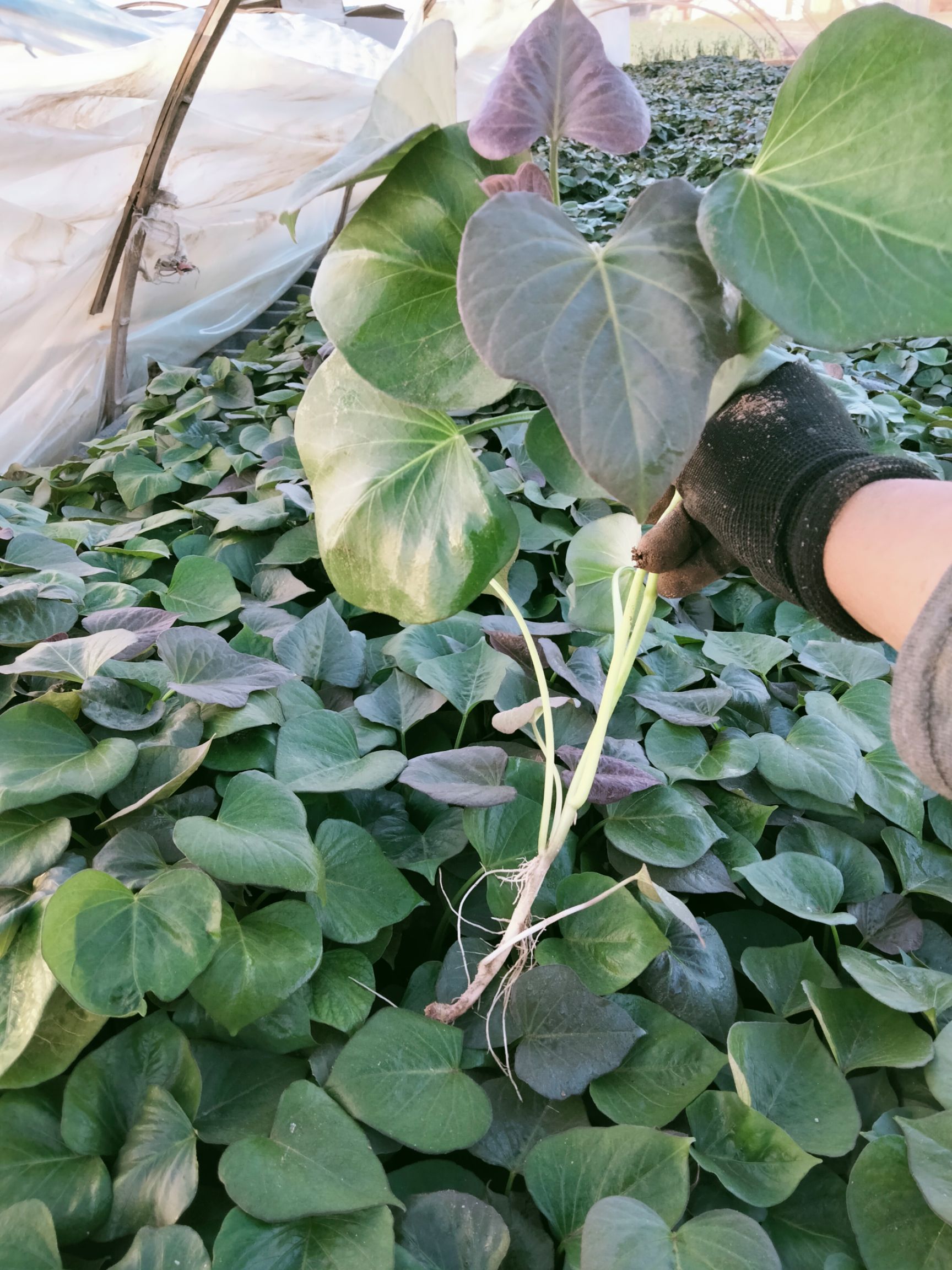 烟薯25号红薯苗  ，烟薯苗紫薯哈蜜板栗薯苗各种薯苗接受预定