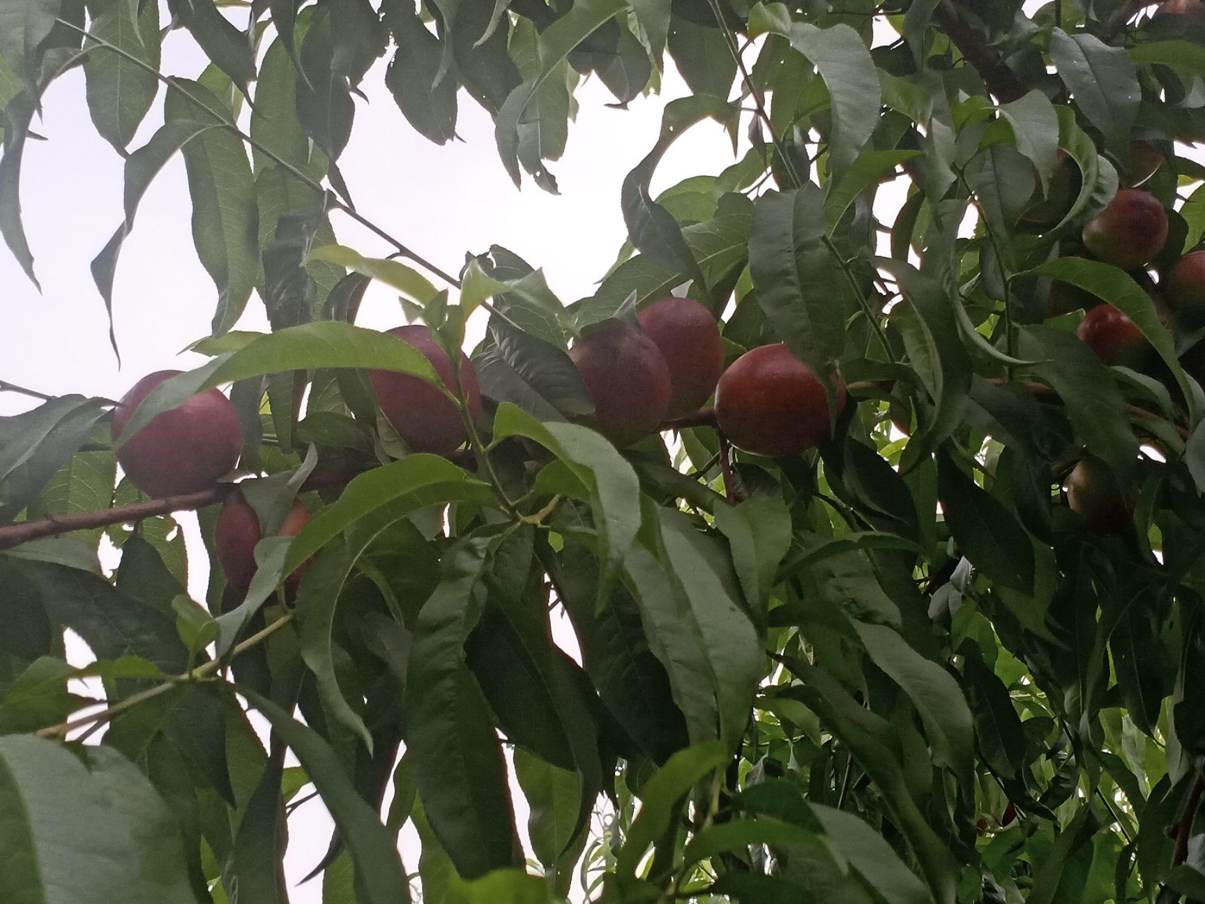 曙光油桃  山西万亩桃园油桃一件代发价12.8元5斤装顺丰包邮