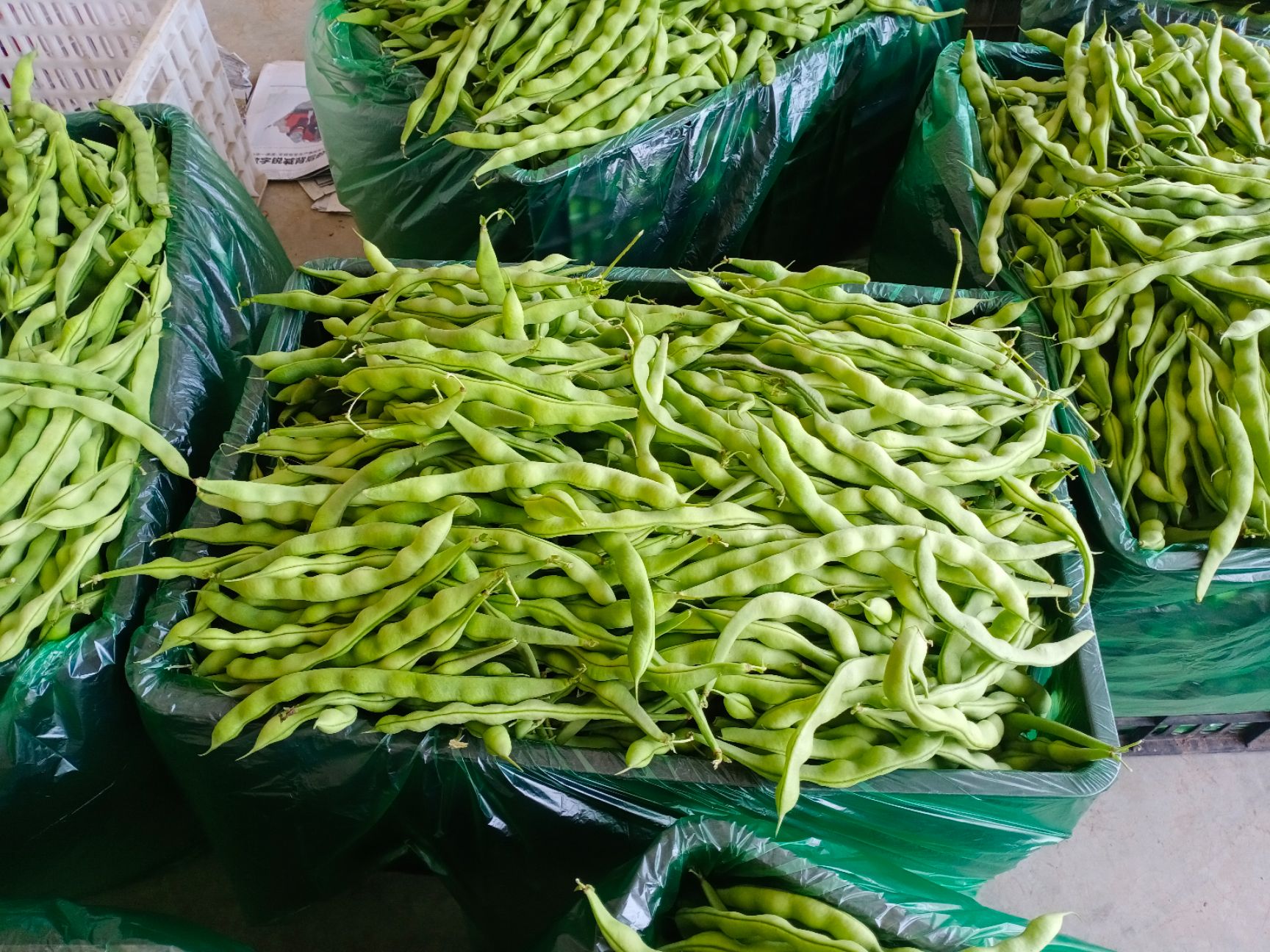 绿扁豆  肉豆，大青豆