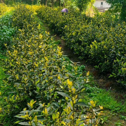 珙县黄芽茶 黄金芽归属于阳光照射敏感型，呈淡黄色，能调整身体提升抗病性。