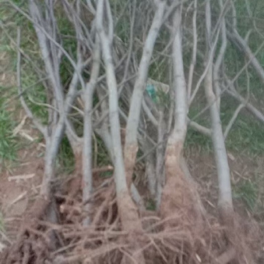 馆陶县苹果树苗 占地苹果树