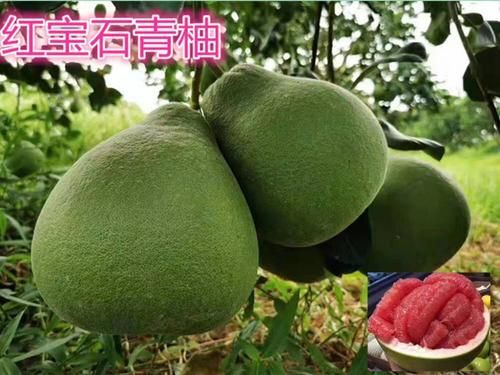 灵山县红心柚苗  新品种 正宗嫁接青皮红肉柚子苗
