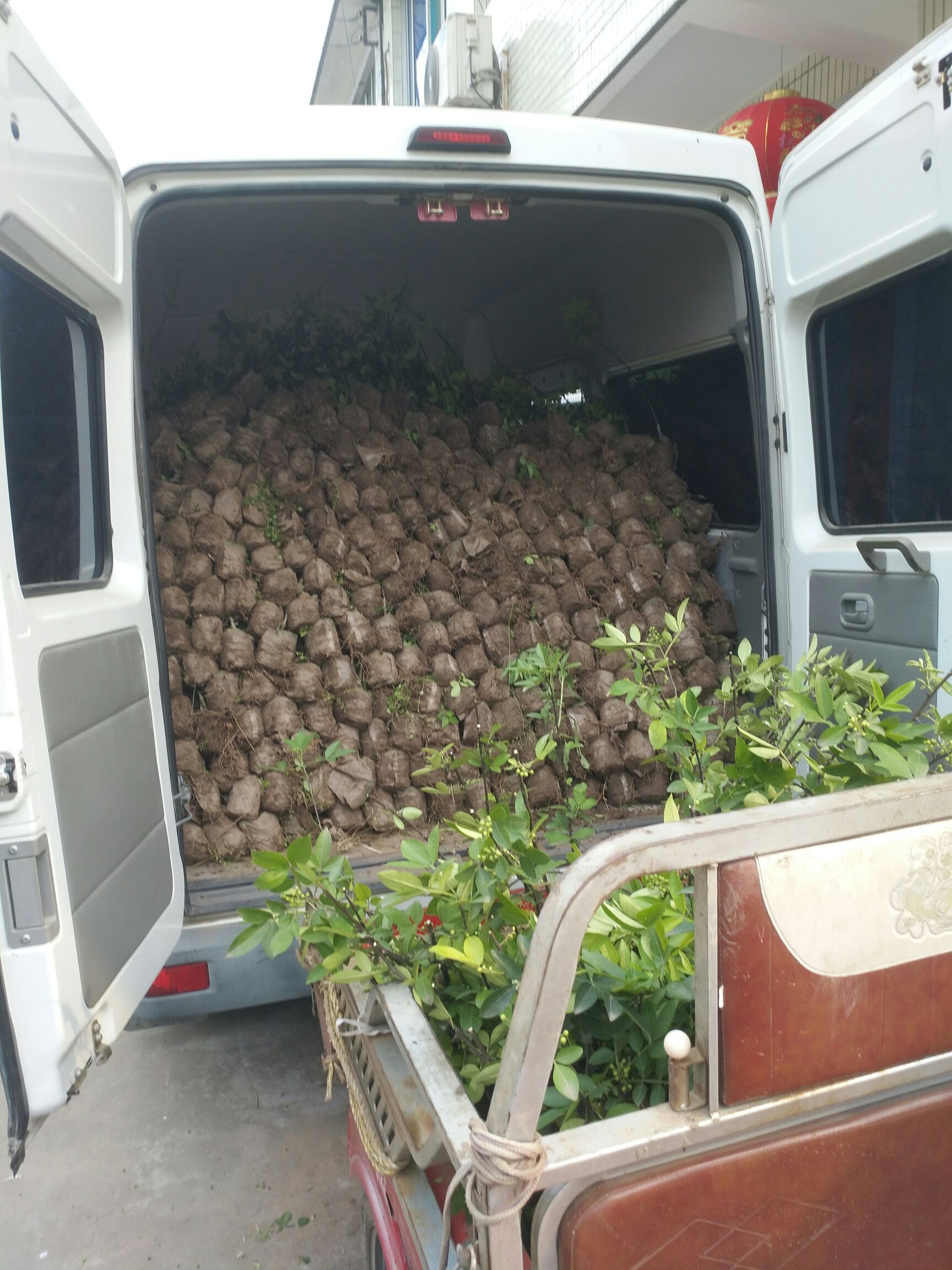 藤椒苗  无防布藤椒袋苗，沙土保湿好成活高，每袋1斤6两多
