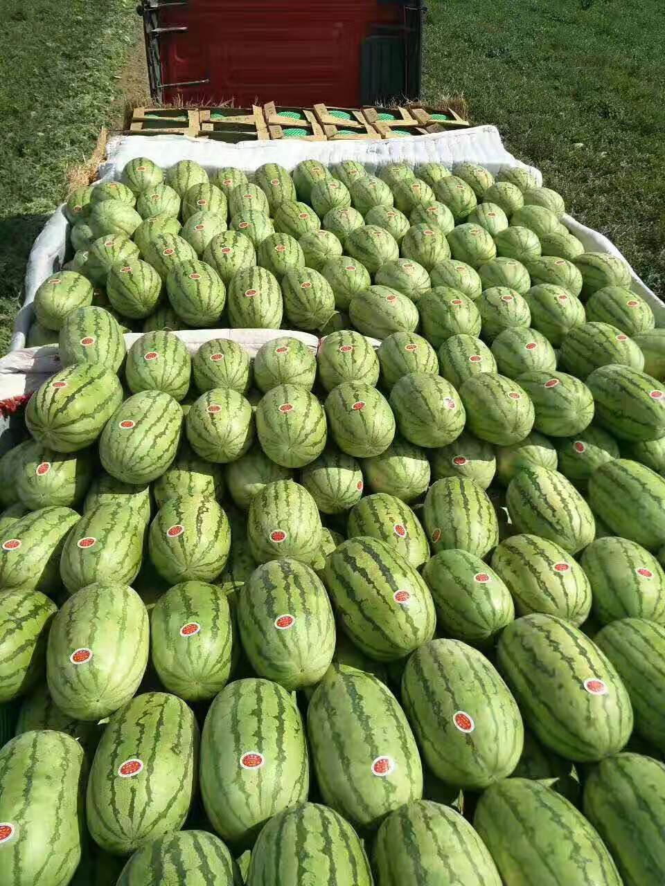 京欣西瓜  新疆西瓜、吐鲁番西瓜金城、昌吉西瓜五号、甜王