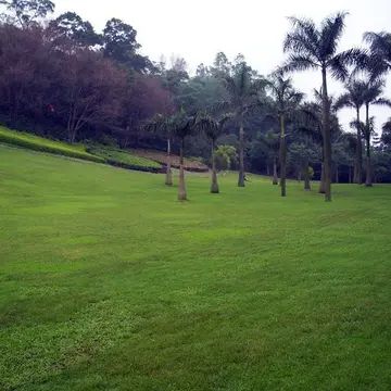  狗牙根种子，狗牙根又名绊根草，匍匐能力极强，在草坪广泛应用