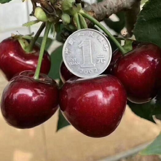 大连美早樱桃 大连金州当地个人家樱桃，送礼最好选择，好吃个保个的甜。