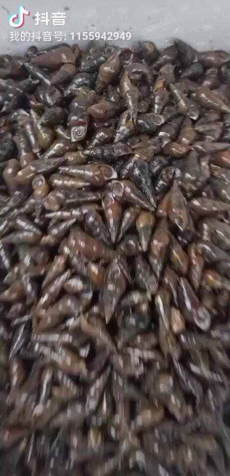 阳春市【精品石螺】薄壳无青苔特大石螺淡水螺 常年供应 量大从优