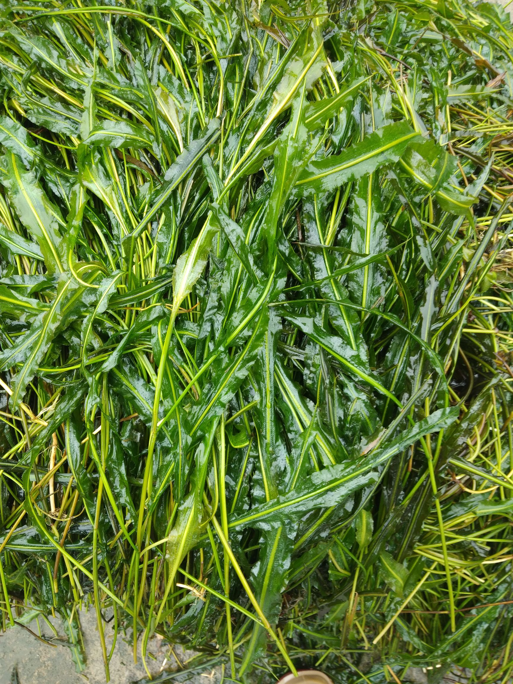 马来眼子菜