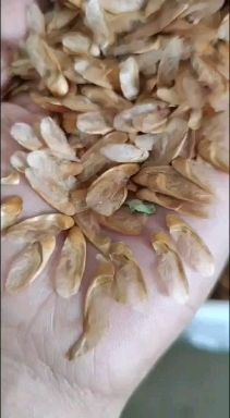 红油香椿种子产地直销现货直供低价批发