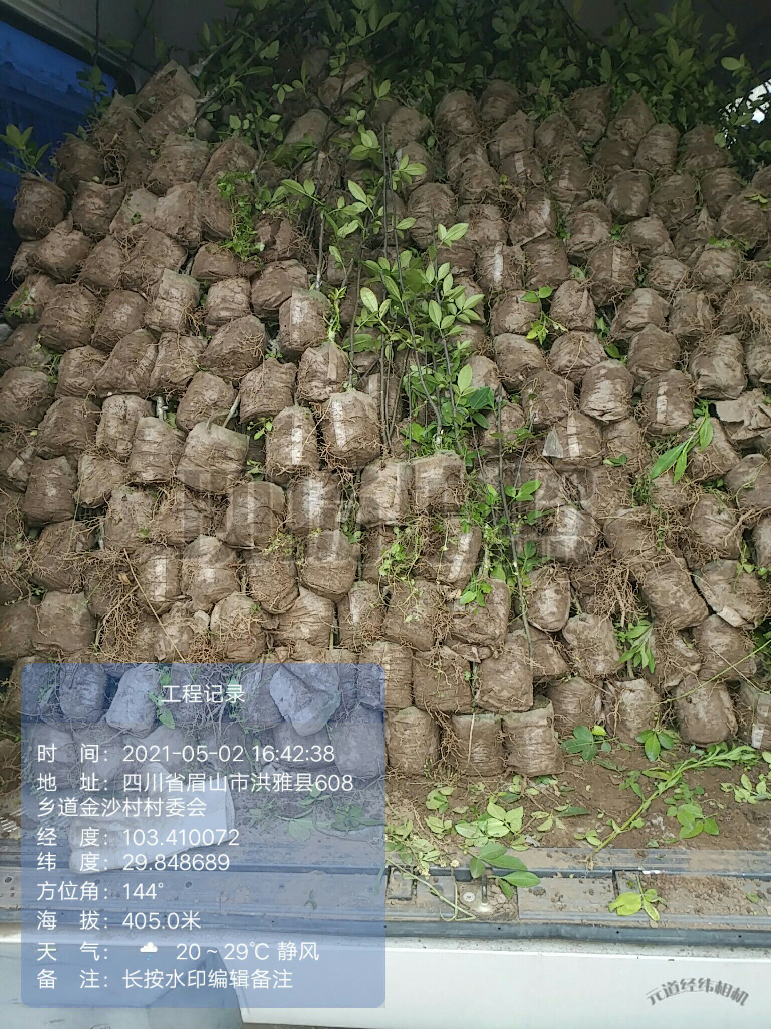 藤椒苗  无防布藤椒袋苗，沙土保湿好成活高，每袋1斤6两多