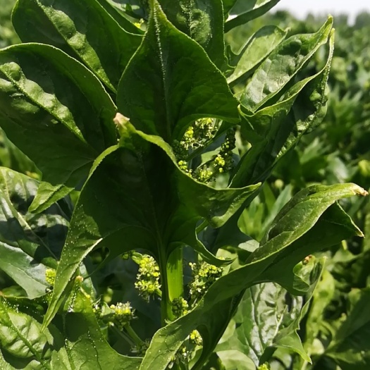 曲周县禾谷饲料  大叶菠菜做饲料用有话花有籽