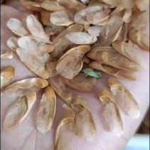 红油香椿种子产地直销现货直供低价批发