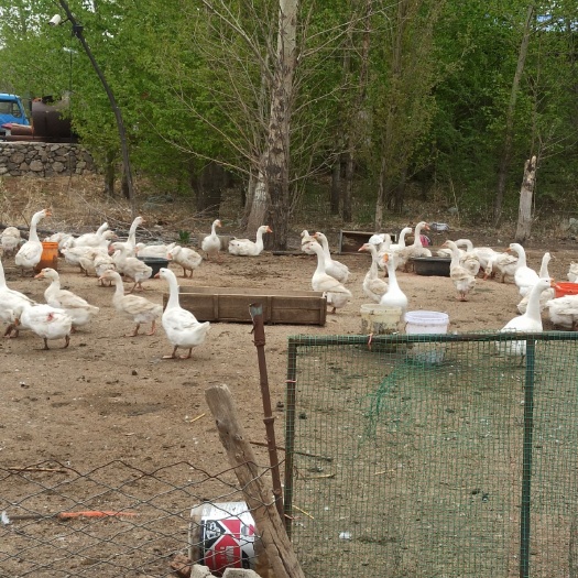 平泉市白鹅 老鹅出售