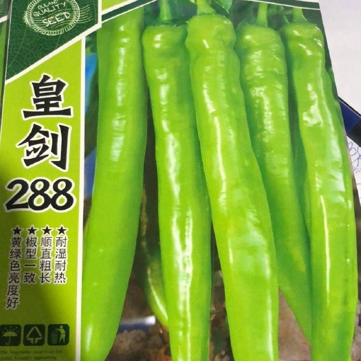 南靖县高产羊角椒种子 皇剑288长青辣椒种子