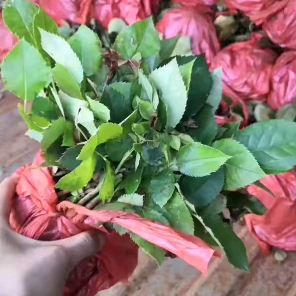 丰花月季 黄蝴蝶  香水月季