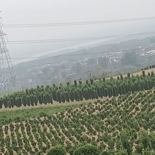 洛阳 大叶黄杨，基地直发