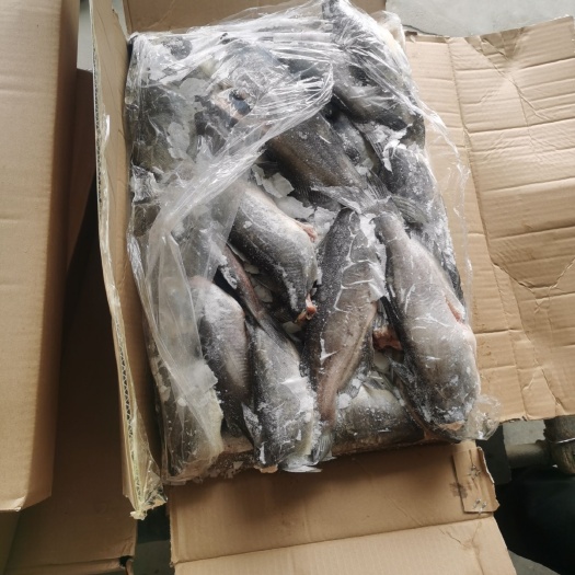 安新县鮰鱼 有去头的和不去头的