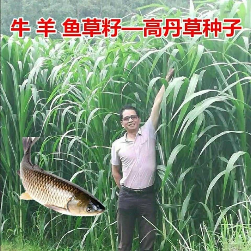 高丹草种子 散装 林木种子生产经营许可证资质