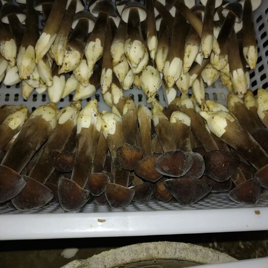 重庆市 黑皮鸡枞菌