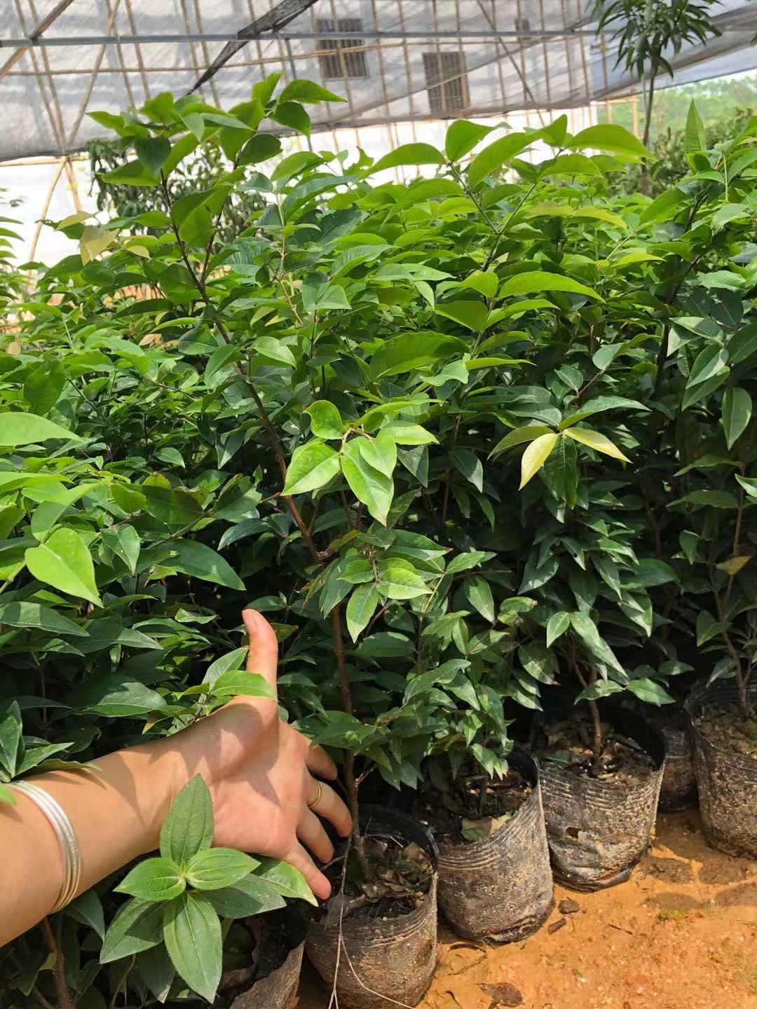 嘉宝果苗  四季，爱斯卡又名树葡萄，常年开花结果