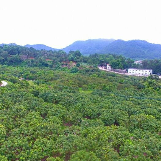 高州市妃子笑荔枝  高州荔枝批发零售送礼，现摘现发货，量大从优。