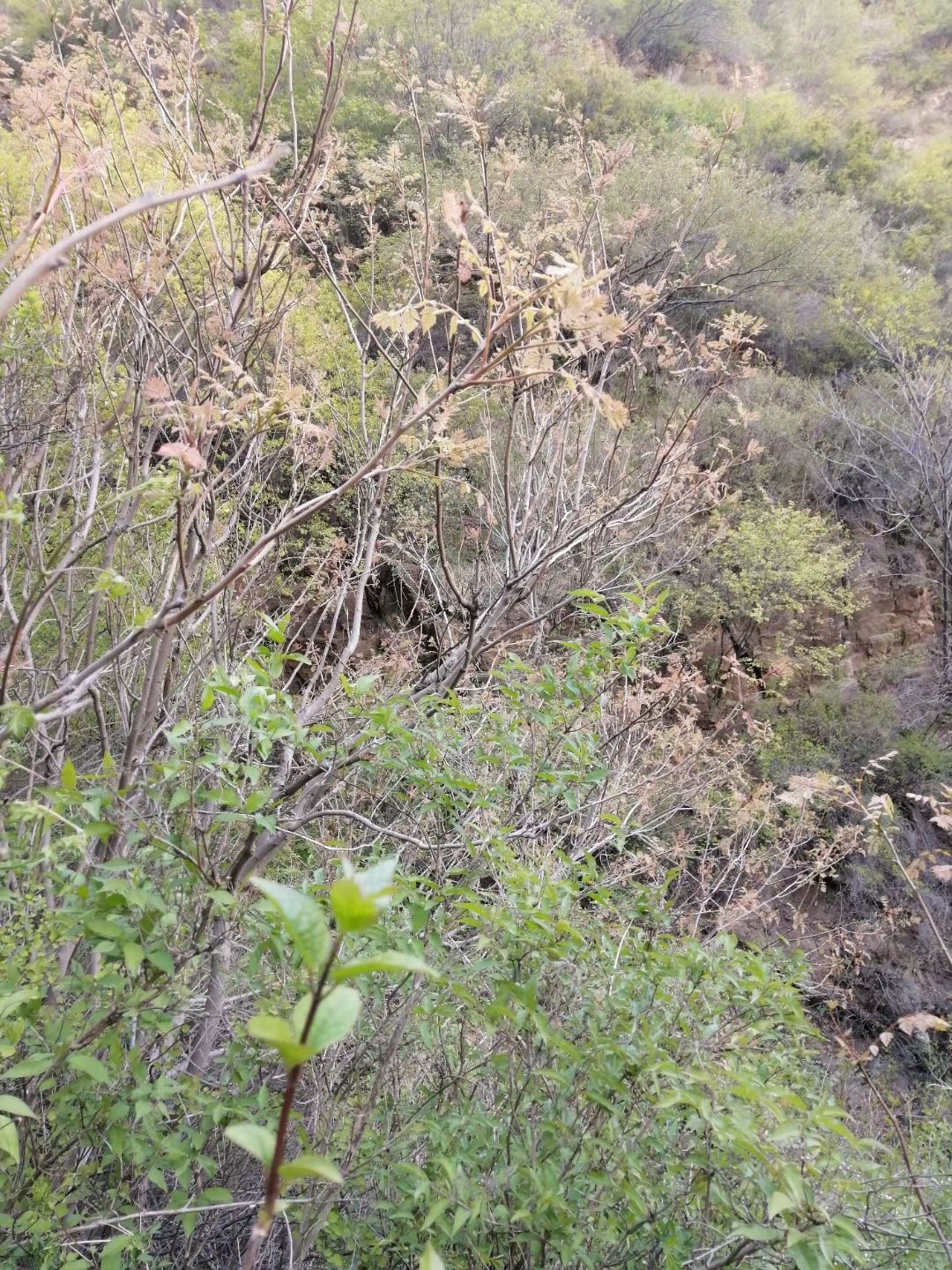 长沙 木兰芽河北承德