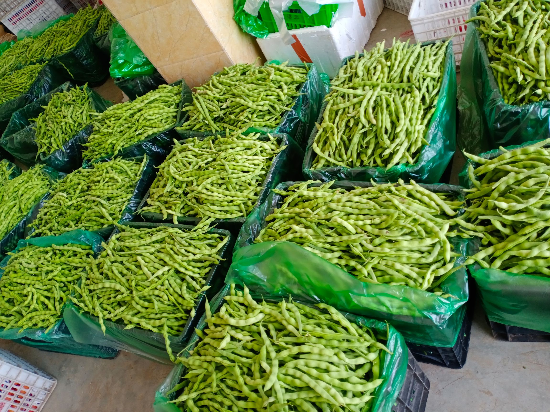 绿扁豆  肉豆，大青豆