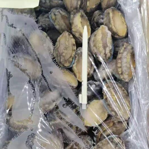 上海 鲍鱼