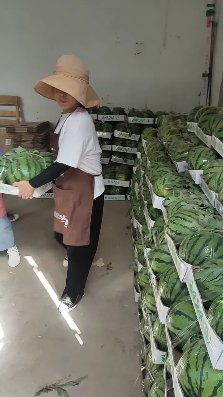 无籽西瓜  小薄皮，大红壤，