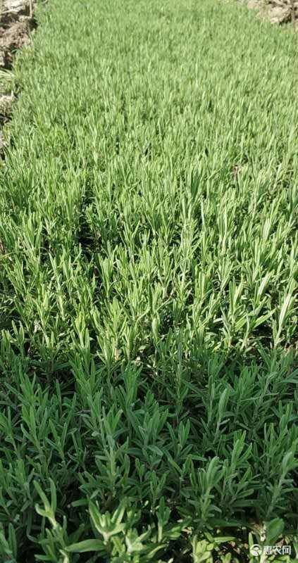 禹州市中药材迷迭香 大量供应优质迷迭香