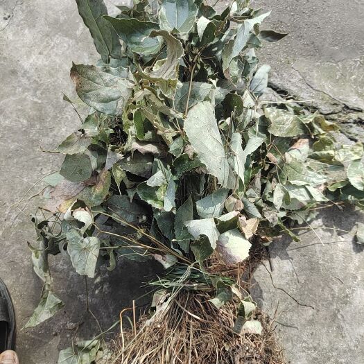 巫山 巫山淫羊藿
