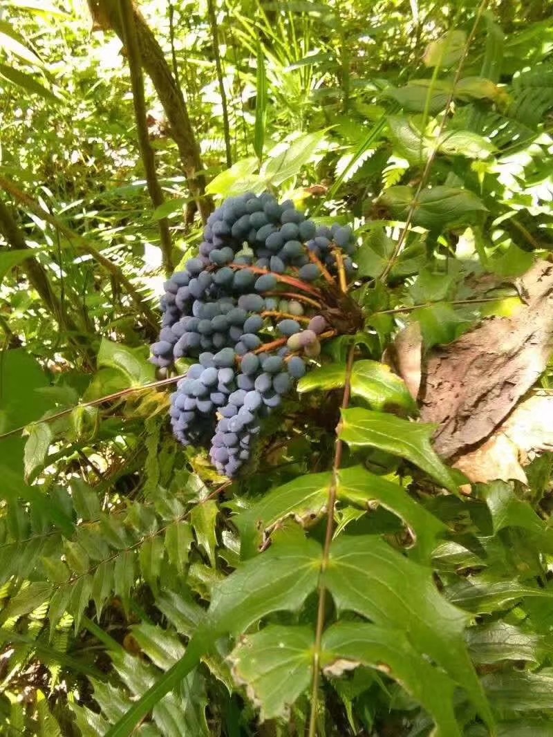 大关县中药材十大功劳  十大功劳，在我们这边叫做刺红陵上面的果好吃好看。