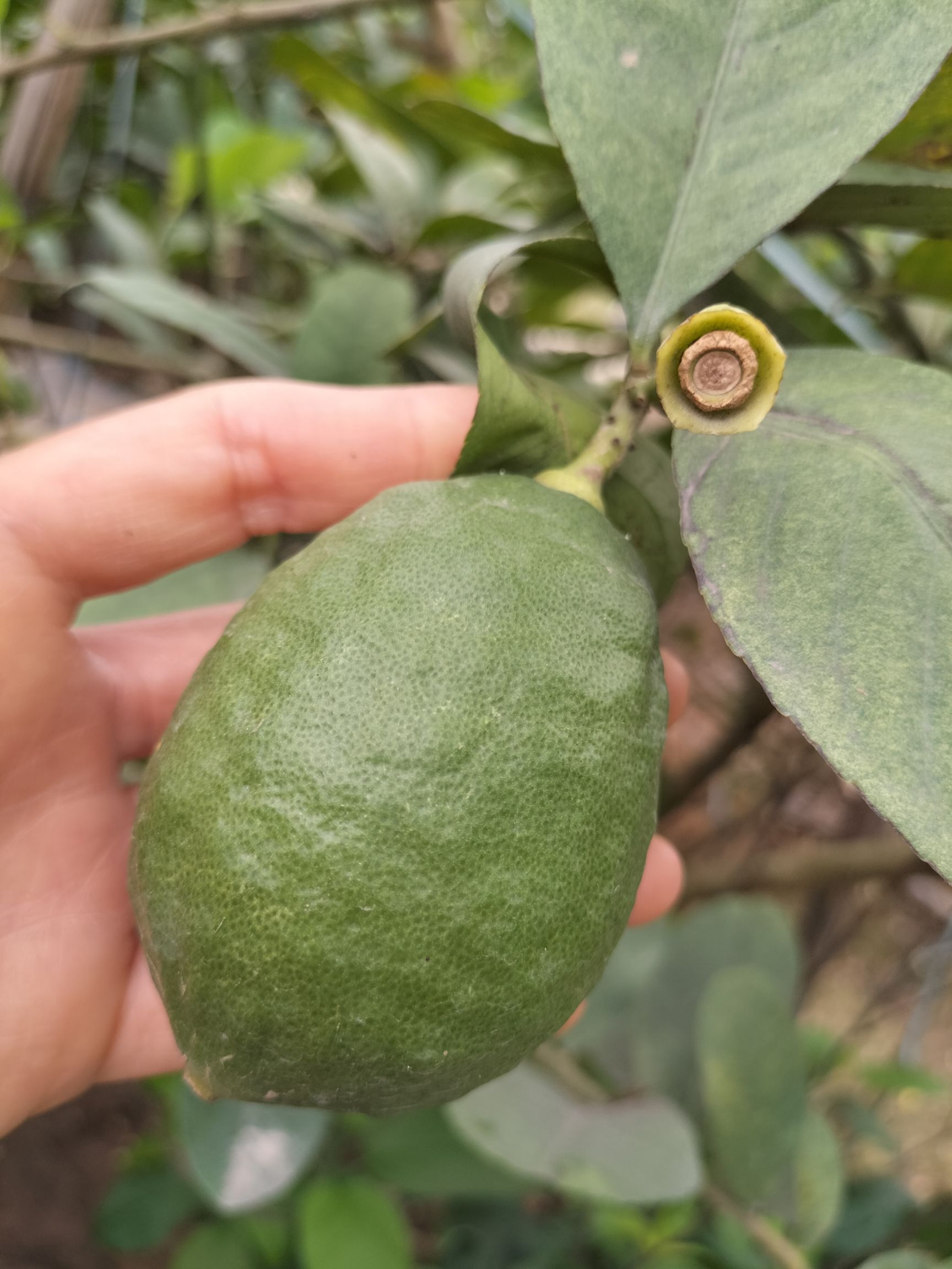  广东香水柠檬无籽