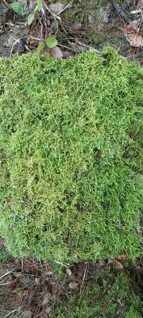 洋县水苔苔藓  规格大灰藓