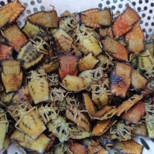 南宁 九香虫，臭屁虫