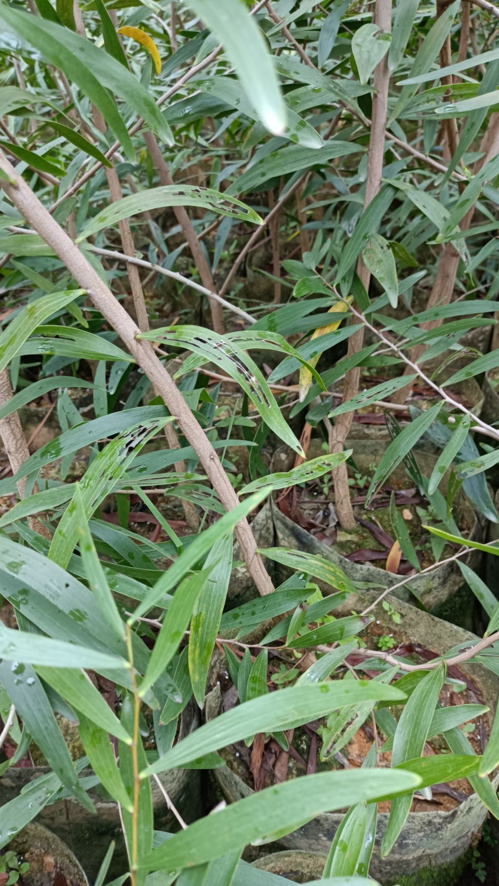 相思树苗 小叶相思