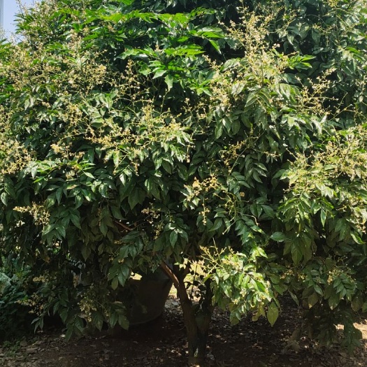 柳州贵妃黄皮果苗  3X3米，黄皮果树
