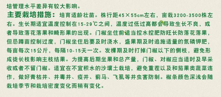 高产羊角椒种子 皇剑288长青辣椒种子