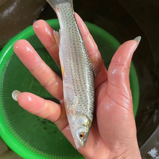 南宁赤眼鳟鱼苗，抗病毒好养快大良种，一手货源，质量质数发货。