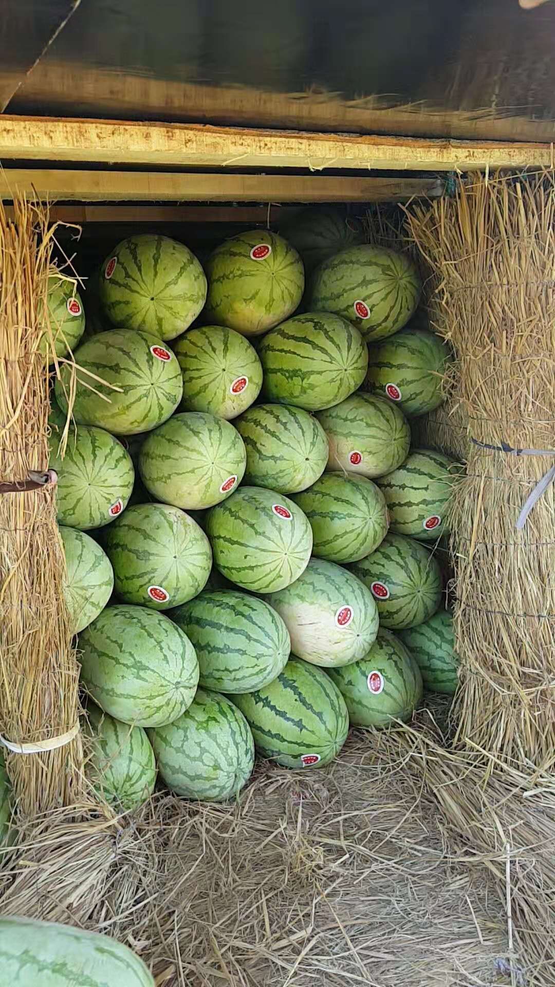 京欣西瓜  新疆西瓜、吐鲁番西瓜金城、昌吉西瓜五号、甜王