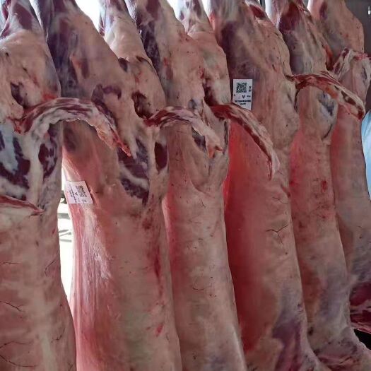定州市羊肉，羊腔，羊排，肉卷等