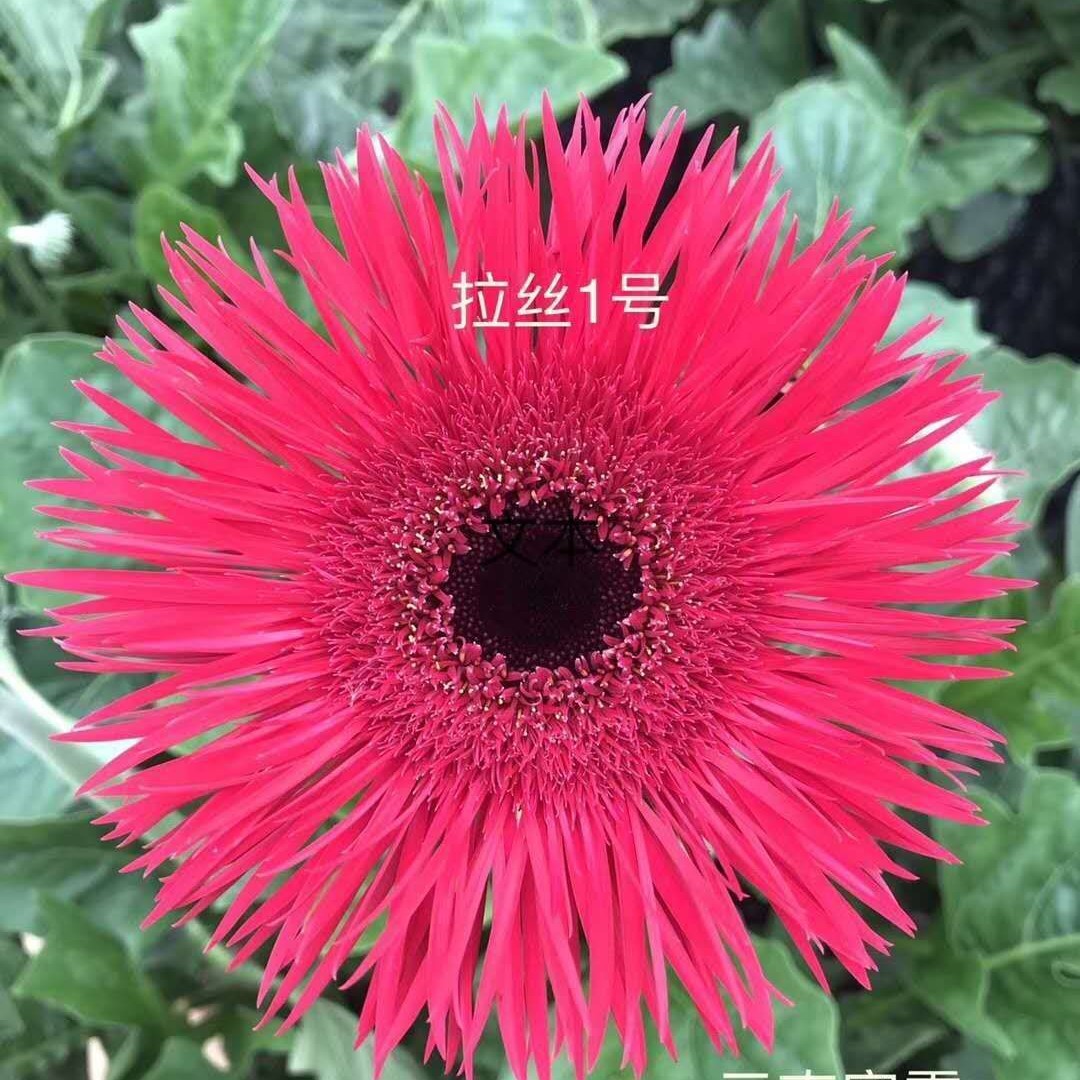 非洲菊苗 扶郎苗  品种多 基地供应