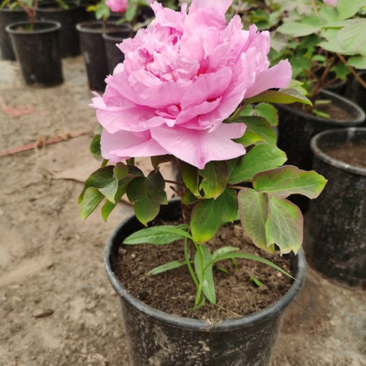 菏泽观赏牡丹  盆栽牡丹，春节鲜花牡丹 ，崔花牡丹，重瓣大花牡丹