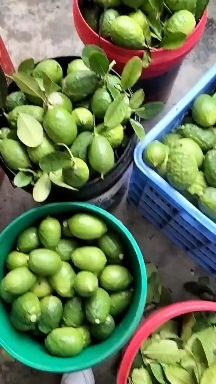  广东香水柠檬无籽