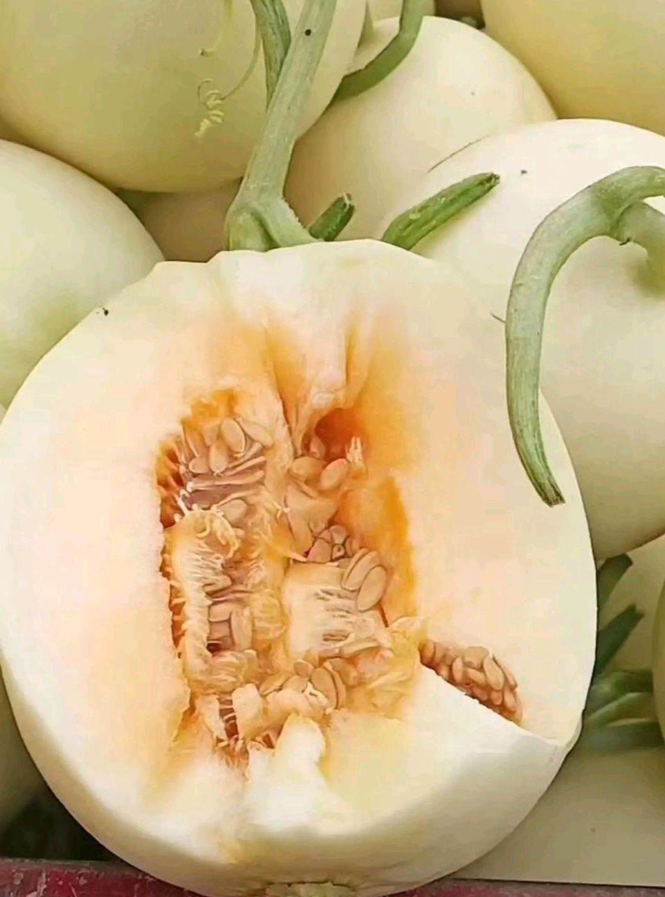 陕西大荔甜瓜上市，小籽，金翠密，四季银红等