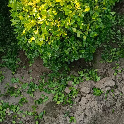 招远市 小叶黄杨