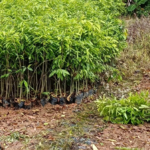 惠东县 沉香苗