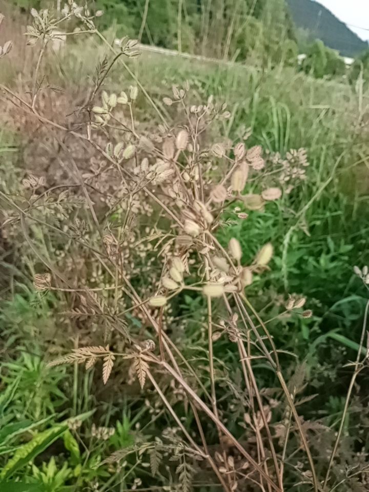 鹤虱  窃衣
