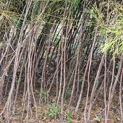 惠东县 木麻黄